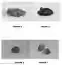 Fig. 03 - Metal adsorbent material and uses thereof
