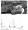 Fig. 06 - Metal adsorbent material and uses thereof