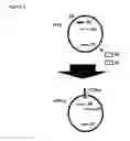 Fig. 12 - Two-part device for T-cell receptor synthesis and stable genomic integration to TCR-presenting cells