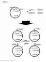 Fig. 15 - Two-part device for T-cell receptor synthesis and stable genomic integration to TCR-presenting cells