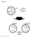 Fig. 16 - Two-part device for T-cell receptor synthesis and stable genomic integration to TCR-presenting cells