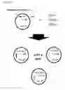 Fig. 17 - Two-part device for T-cell receptor synthesis and stable genomic integration to TCR-presenting cells