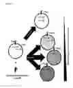 Fig. 19 - Two-part device for T-cell receptor synthesis and stable genomic integration to TCR-presenting cells