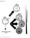 Fig. 20 - Two-part device for T-cell receptor synthesis and stable genomic integration to TCR-presenting cells