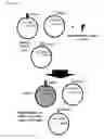 Fig. 23 - Two-part device for T-cell receptor synthesis and stable genomic integration to TCR-presenting cells
