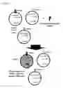 Fig. 24 - Two-part device for T-cell receptor synthesis and stable genomic integration to TCR-presenting cells