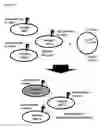 Fig. 26 - Two-part device for T-cell receptor synthesis and stable genomic integration to TCR-presenting cells