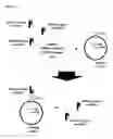 Fig. 27 - Two-part device for T-cell receptor synthesis and stable genomic integration to TCR-presenting cells