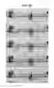 Fig. 12 - System and method for biomimetic fluid processing