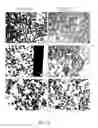 Fig. 06 - Method of plant resin separation and extraction