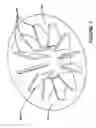 Fig. 08 - CENTRIFUGE SYSTEM FOR SEPARATING CELLS IN SUSPENSION