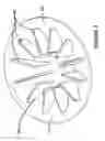 Fig. 08 - Centrifuge system for separating cells in suspension