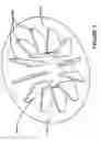 Fig. 08 - Centrifuge system for separating cells in suspension