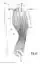 Fig. 13 - Footwear plate