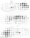 Fig. 14 - Footwear with traction elements