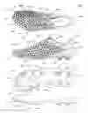 Fig. 56 - Footwear with traction elements