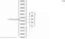 Fig. 03 - Vehicle attitude control apparatus