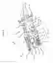 Fig. 05 - Sequential gear shifter
