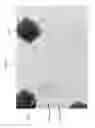 Fig. 16 - HOLLOW BODY, IN PARTICULAR FOR PACKAGING A PHARMACEUTICAL COMPOSITION, HAVING A LAYER OF GLASS AND A SURFACE REGION WITH A CONTACT ANGLE FOR WETTING WITH WATER