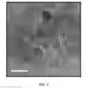 Fig. 06 - Nanocrystalline alpha alumina and method for making the same
