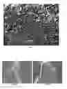 Fig. 06 - Mechanically shaped 2-dimensional covalent organic frameworks