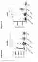 Fig. 02 - Cell epitopes and combination of cell epitopes for use in the immunotherapy of myeloma and other cancers