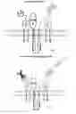 Fig. 45 - PROGRAMMABLE IMMUNOCYTE RECEPTOR COMPLEX SYSTEM