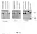 Fig. 20 - RNA-CODED ANTIBODY