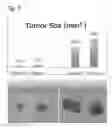 Fig. 11 - 4-1BB binding proteins and uses thereof
