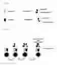 Fig. 02 - Dual antigen-induced bipartite functional complementation
