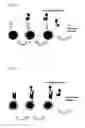 Fig. 03 - Dual antigen-induced bipartite functional complementation