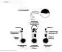 Fig. 04 - Dual antigen-induced bipartite functional complementation