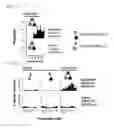 Fig. 15 - Dual antigen-induced bipartite functional complementation