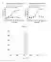 Fig. 13 - Heterodimeric immunoglobulin constructs and preparation methods thereof