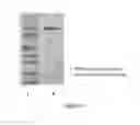Fig. 17 - Heterodimeric immunoglobulin constructs and preparation methods thereof