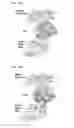 Fig. 20 - Antibodies capable of binding to the coagulation factor XIa and uses thereof