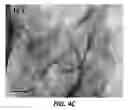Fig. 07 - In-situ polymerization method for producing a polyethylene nanocomposite