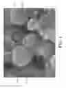Fig. 02 - Sacrificial microspheres