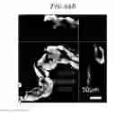 Fig. 47 - Microfluidic chip, three-dimensional channel structure, cell culture method using same, and activity evaluation method of bioactive substance using same
