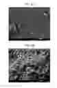 Fig. 05 - Method for preparing highly concentrated killed bacteria using membrane filter and killed bacteria prepared thereby