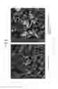 Fig. 09 - CELL PREPARATION METHOD, CELL CULTIVATION DEVICE, AND KIT
