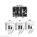 Fig. 06 - Method for inducing oligodendrocyte precursor cells from Oct4-induced human somatic cells through direct reprogramming