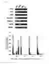 Fig. 16 - Method for inducing oligodendrocyte precursor cells from Oct4-induced human somatic cells through direct reprogramming