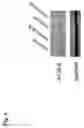 Fig. 10 - Gene-regulating compositions and methods for improved immunotherapy