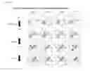 Fig. 06 - Feeder cell and method for growing gamma delta T cells by using same