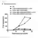 Fig. 13 - Feeder cell and method for growing gamma delta T cells by using same
