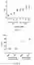 Fig. 08 - VCN enhancer compositions and methods of using the same