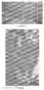 Fig. 11 - Encapsulation and cardiac differentiation of hiPSCs in 3D PEG-fibrinogen hydrogels