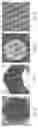 Fig. 13 - Encapsulation and cardiac differentiation of hiPSCs in 3D PEG-fibrinogen hydrogels