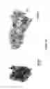Fig. 23 - Encapsulated liver tissue